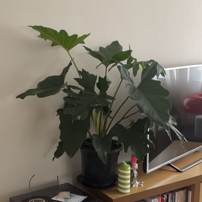Photo of the plant species Philodendron lacerum by @IdealDogrose named Elle on Greg, the plant care app