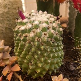 Photo of the plant species Mammillaria polythele f. monstrose by @TryBeakedrush named Lebron on Greg, the plant care app