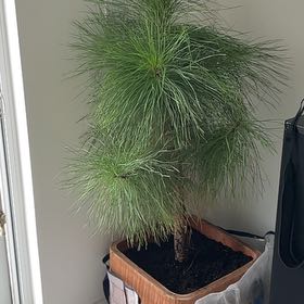 Photo of the plant species Honduras Pine by @SuccessfulRimu named Sol on Greg, the plant care app