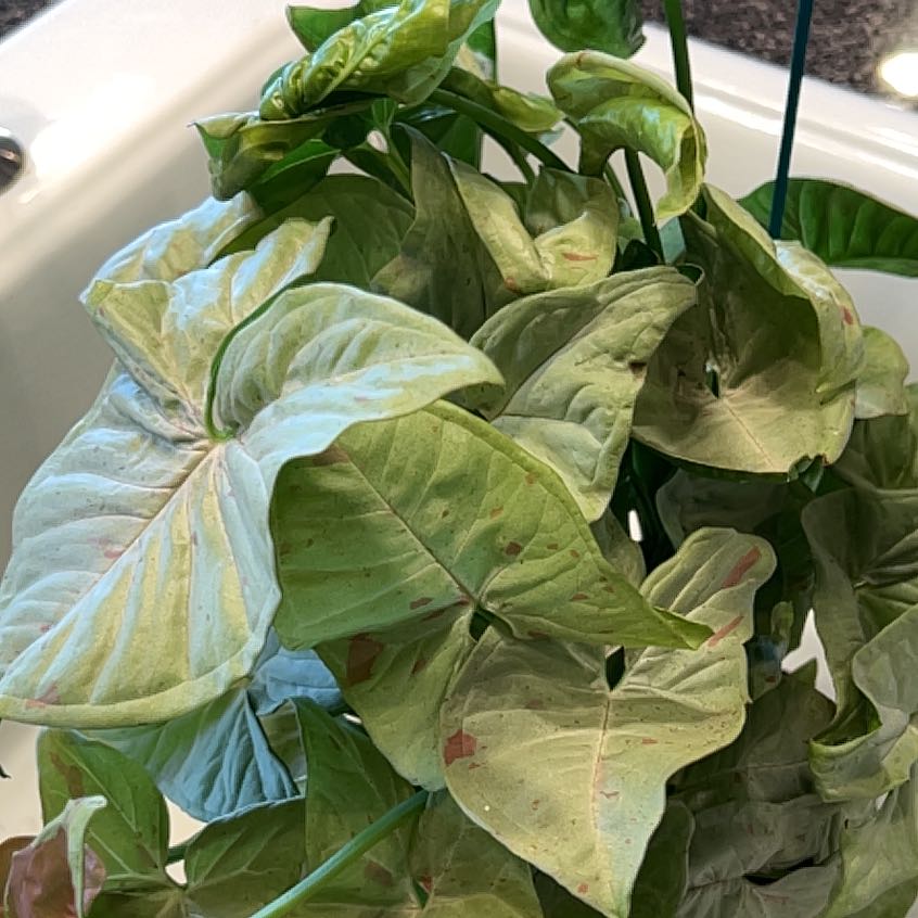 Photo of the plant species Synogium by @Mirandac named Matilda on Greg, the plant care app
