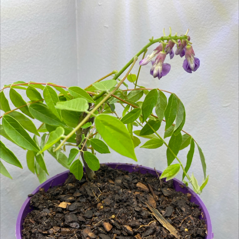 Potted American Wisteria with green leaves and purple flowers.