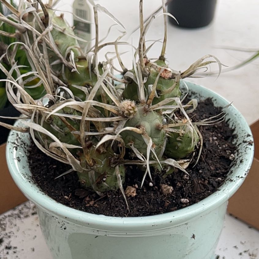 Photo of the plant species Opuntia articulata var. papyracantha by @GallantPansy named Luna on Greg, the plant care app