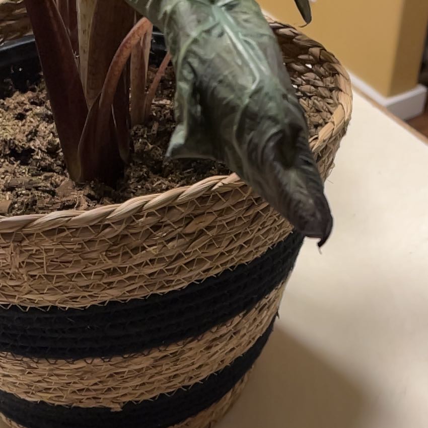 Photo of the plant species Alocasia Yucatan Queen by @BrightPyrethrum named Emerson on Greg, the plant care app
