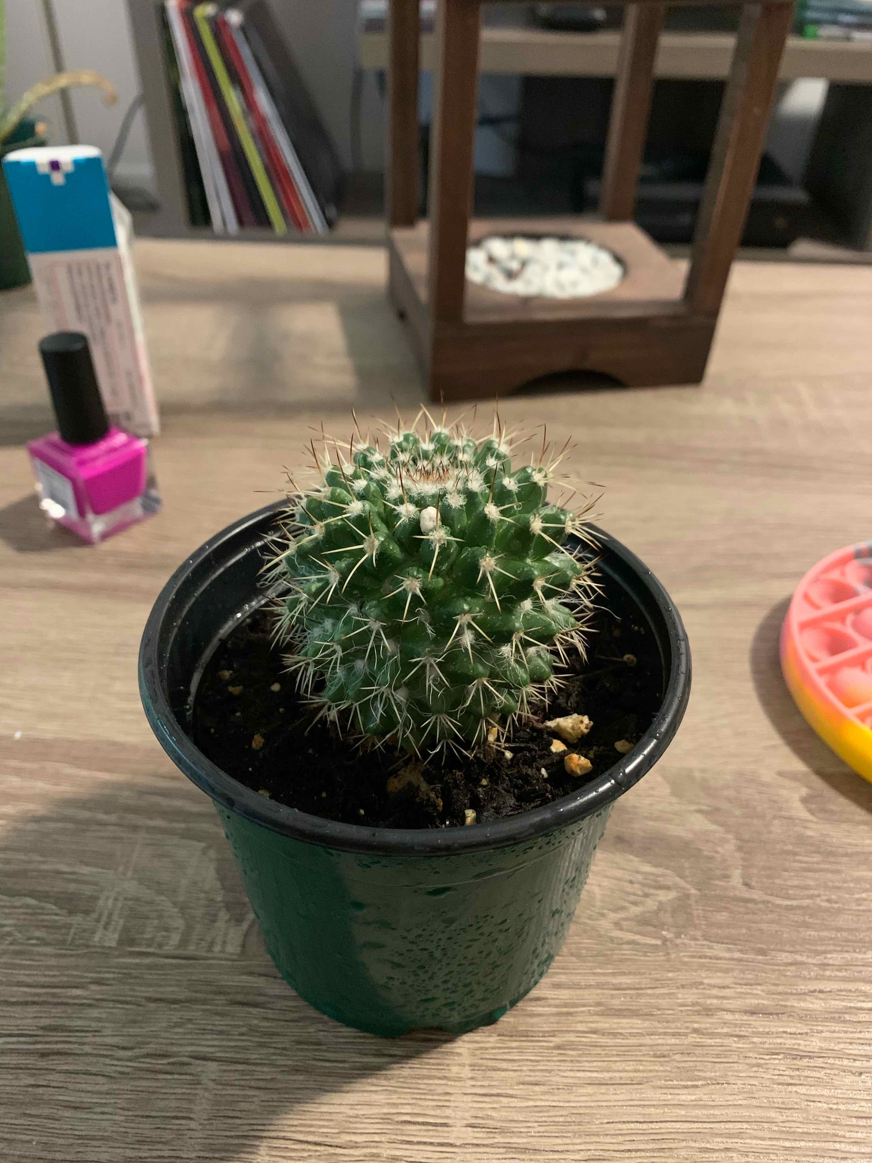 A healthy Mammillaria Uncinata cactus in a green pot on a wooden surface.
