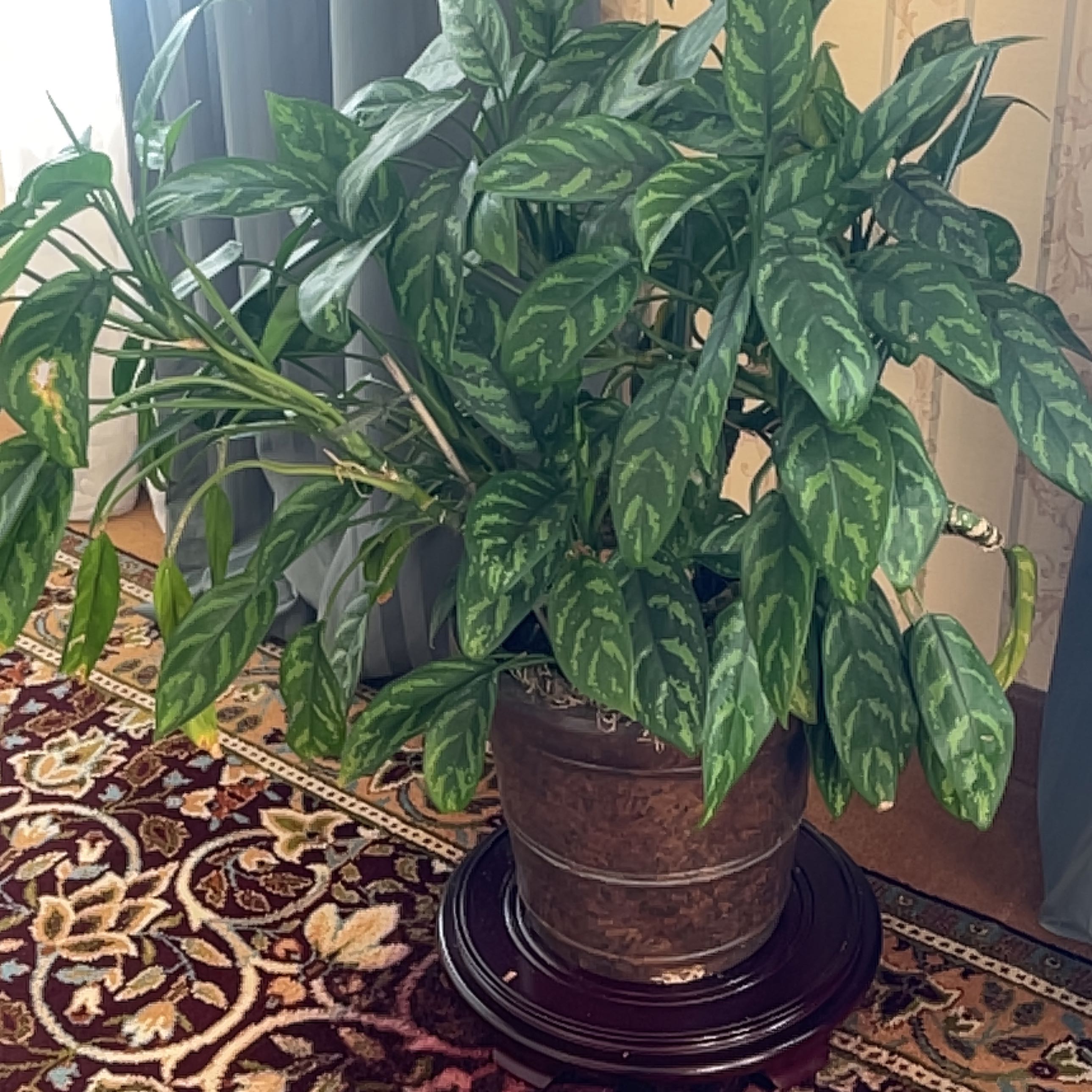 Photo of the plant species Chinese Evergreen Mary Ann by @MaternalLettuce named 4E Leaf Erickson on Greg, the plant care app