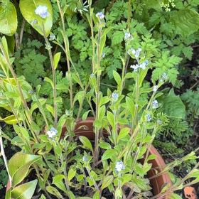 Photo of the plant species Forget-Me-Not by @RightfulChisme named Madonna on Greg, the plant care app