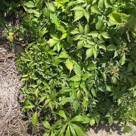 Photo of the plant species Yellowroot by Kristi named Orwell on Greg, the plant care app