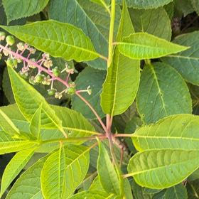 Photo of the plant species American Pokeweed by Kristi named Demi on Greg, the plant care app