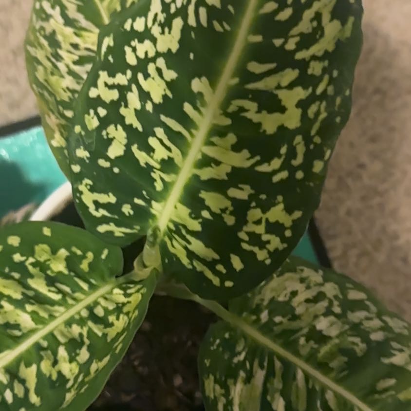 Photo of the plant species Diffenbachia reflector by @DevotionalTule named Naomi on Greg, the plant care app