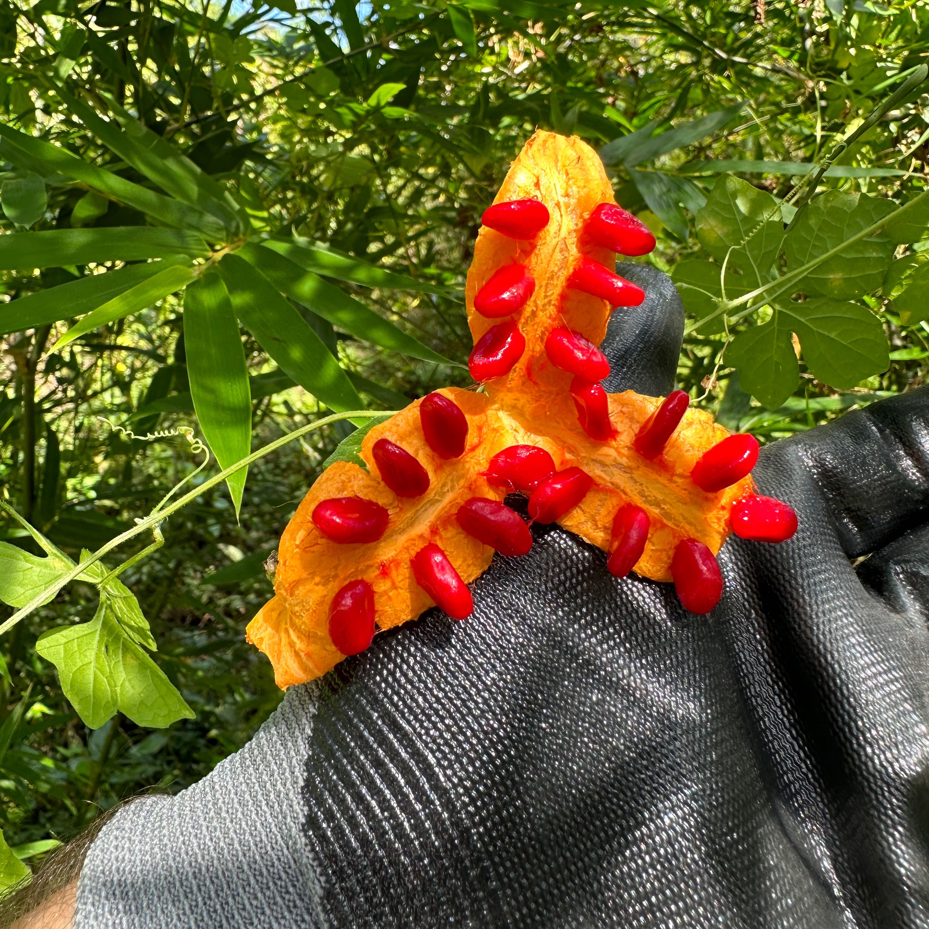 Why Are There Black Spots on My Bitter Melon Leaves?