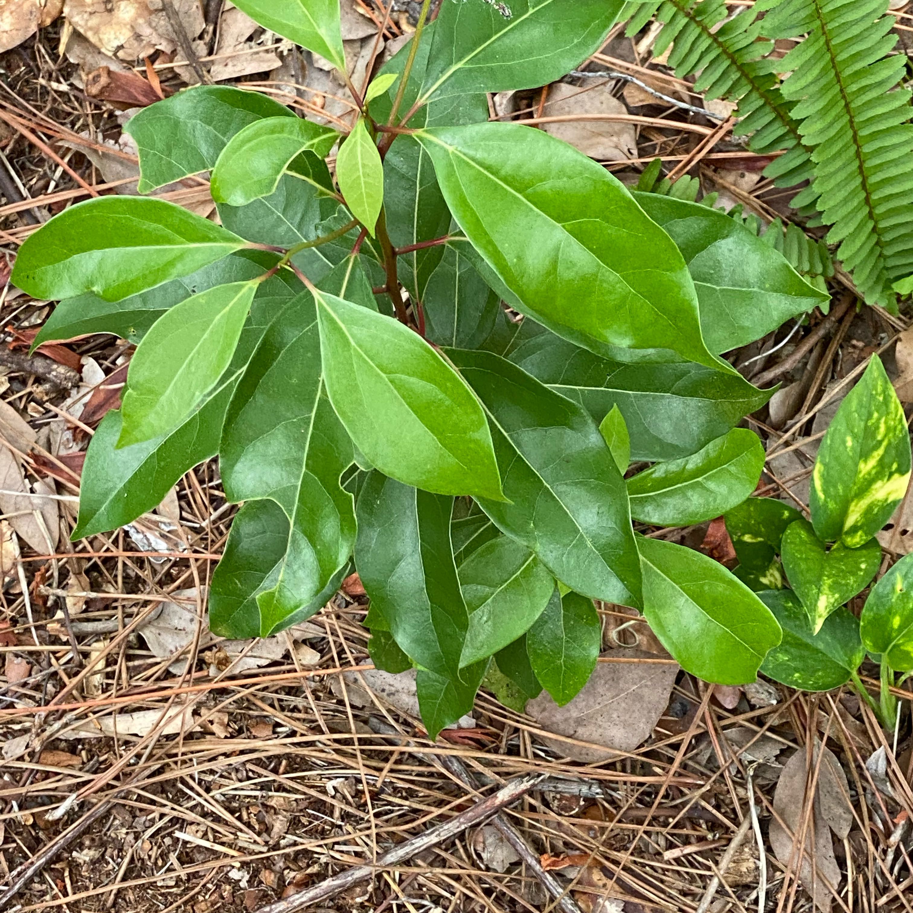 Healthy Camphor plant with vibrant green leaves and visible soil.