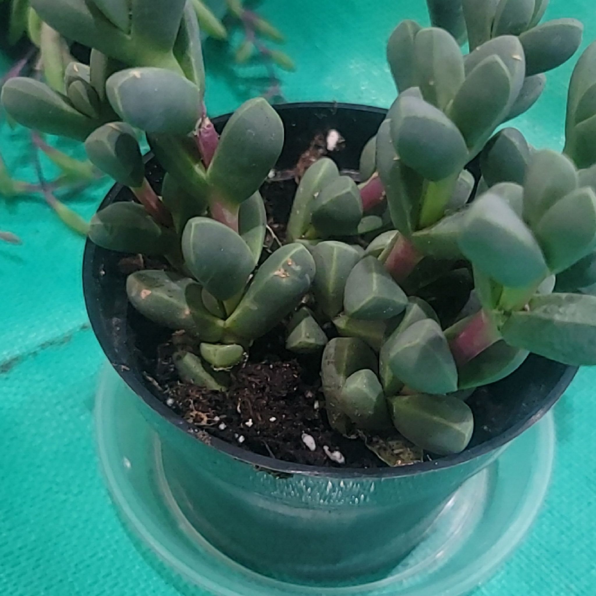 Potted Astridia velutina succulent with thick, fleshy leaves. Soil is visible.