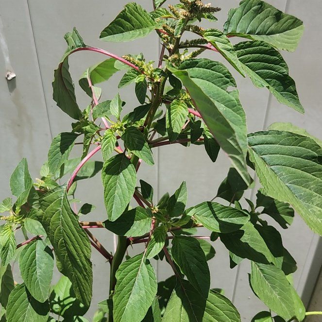 Photo of the plant species Palmer's Amaranth by @DrivenSiamtulip named Leaf Erickson on Greg, the plant care app