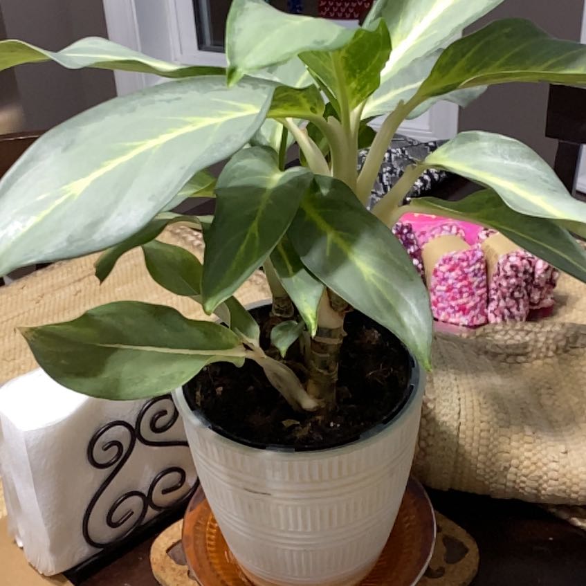 Photo of the plant species Aglaonema 'Green Bowl' by @SavoryGalingale named Lola on Greg, the plant care app
