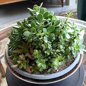 Photo of the plant species succulents by @LegitLippia named Bigleef Smalls on Greg, the plant care app