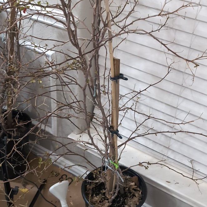 Photo of the plant species Barbara Karst Bougainvillea by @DaintyChamisa named Willow on Greg, the plant care app