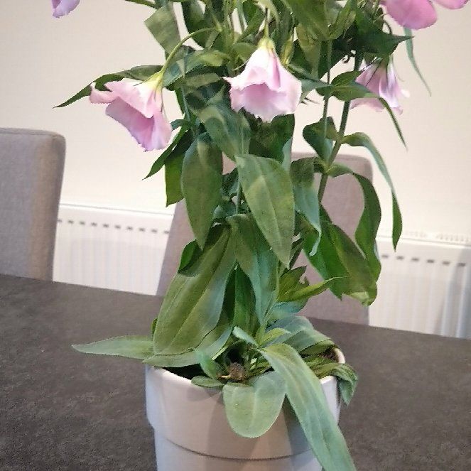 Photo of the plant species Texas bluebells by @ClassyMingfern named Gomez on Greg, the plant care app