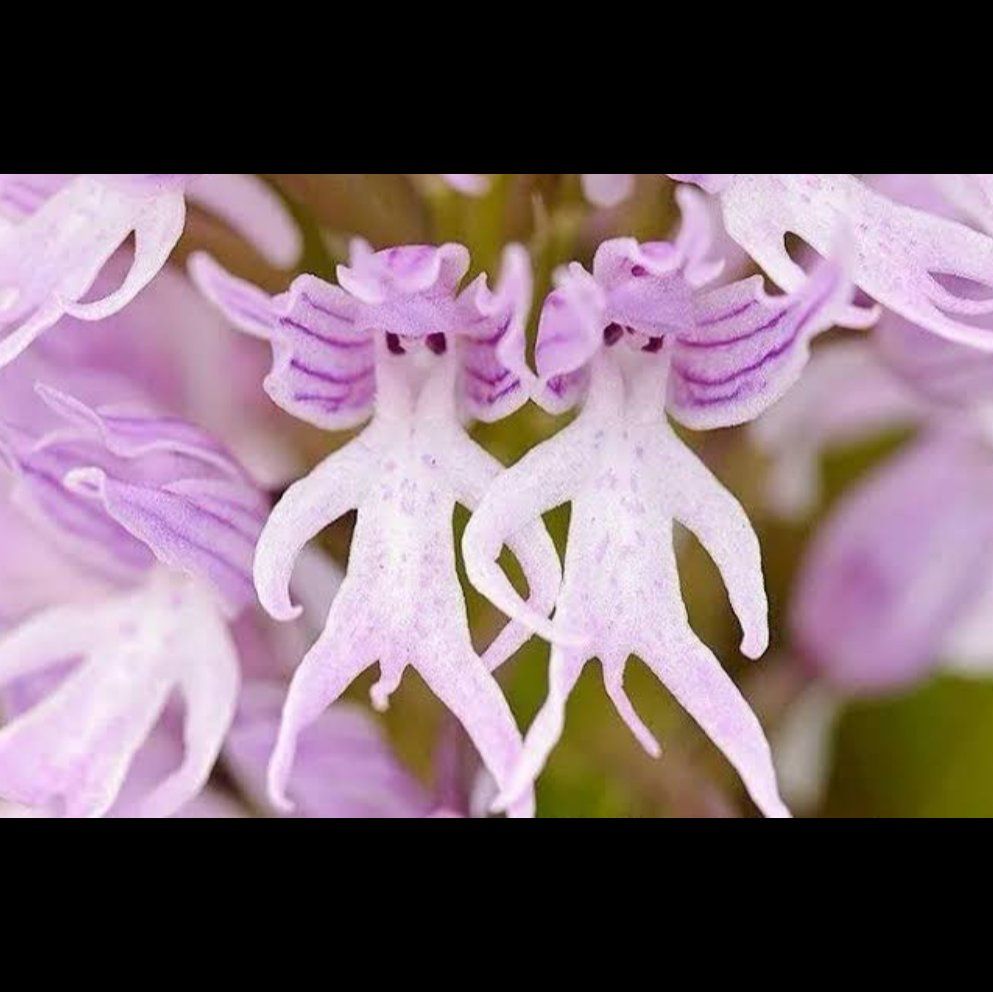 Photo of the plant species Naked Man Orchid by @ElderPinklaui named Naomi on Greg, the plant care app