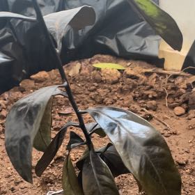 Photo of the plant species Black Sapote by @ElementalBlinks named Forrest on Greg, the plant care app