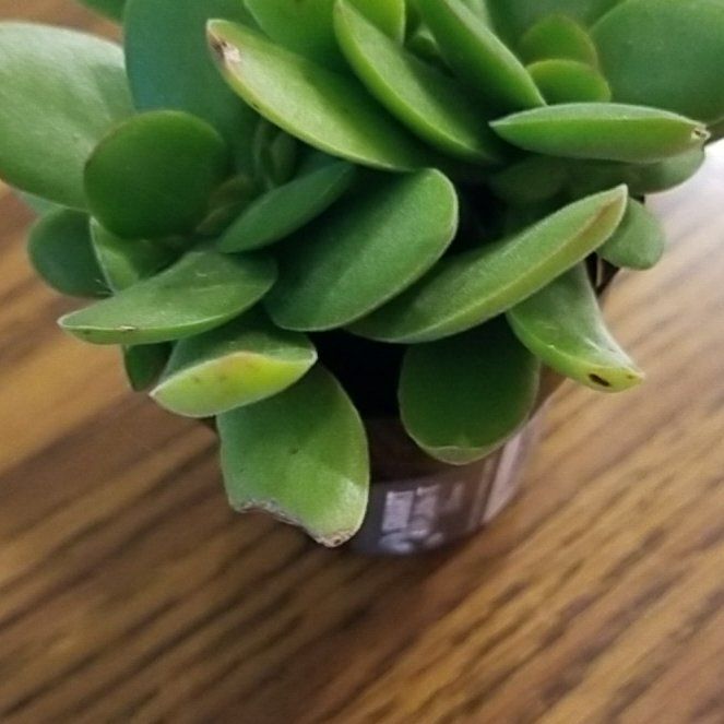 Photo of the plant species Crassula platyphylla 'minima' by @FamousNapaea named Sonora on Greg, the plant care app