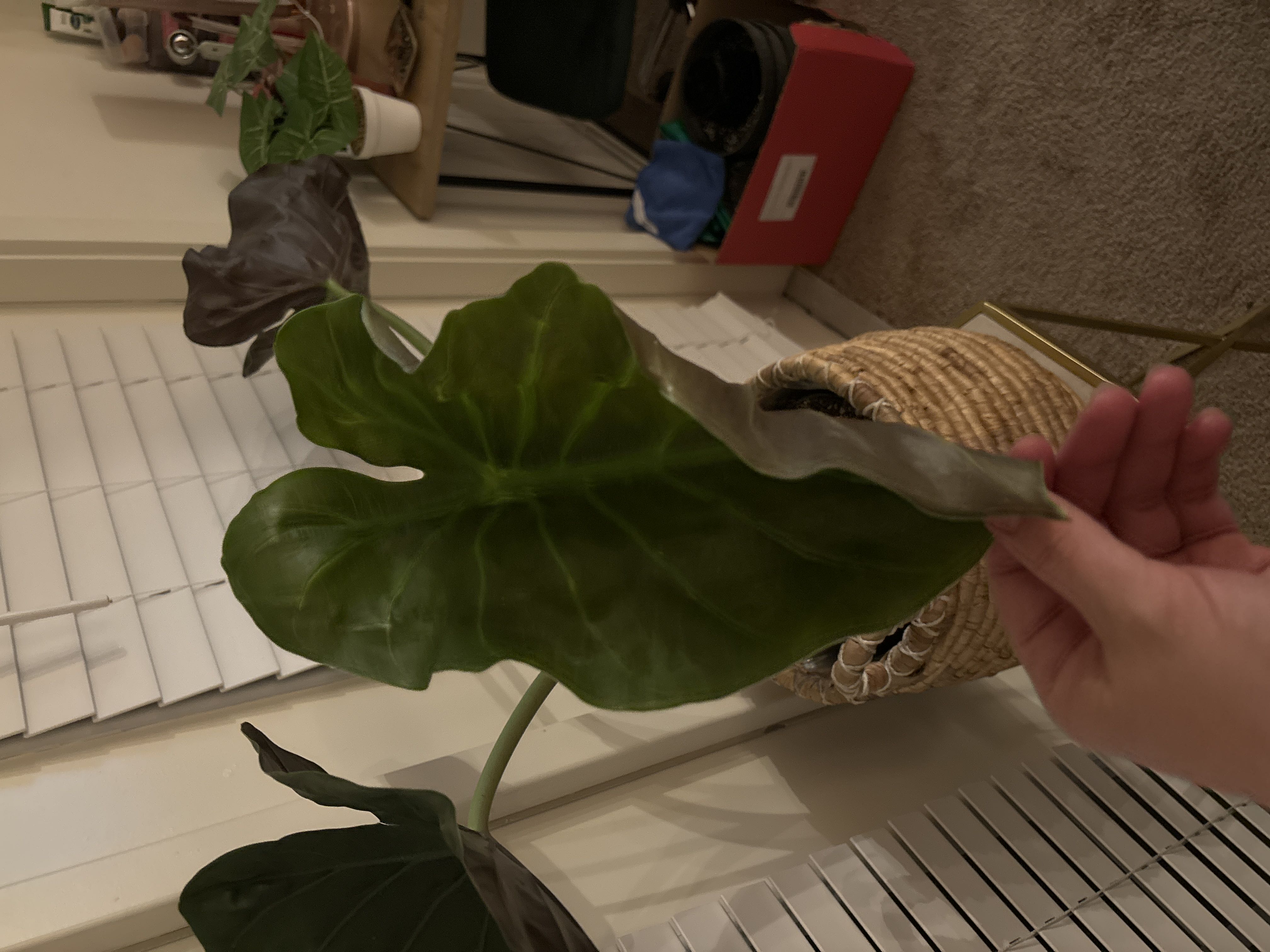 Photo from the post