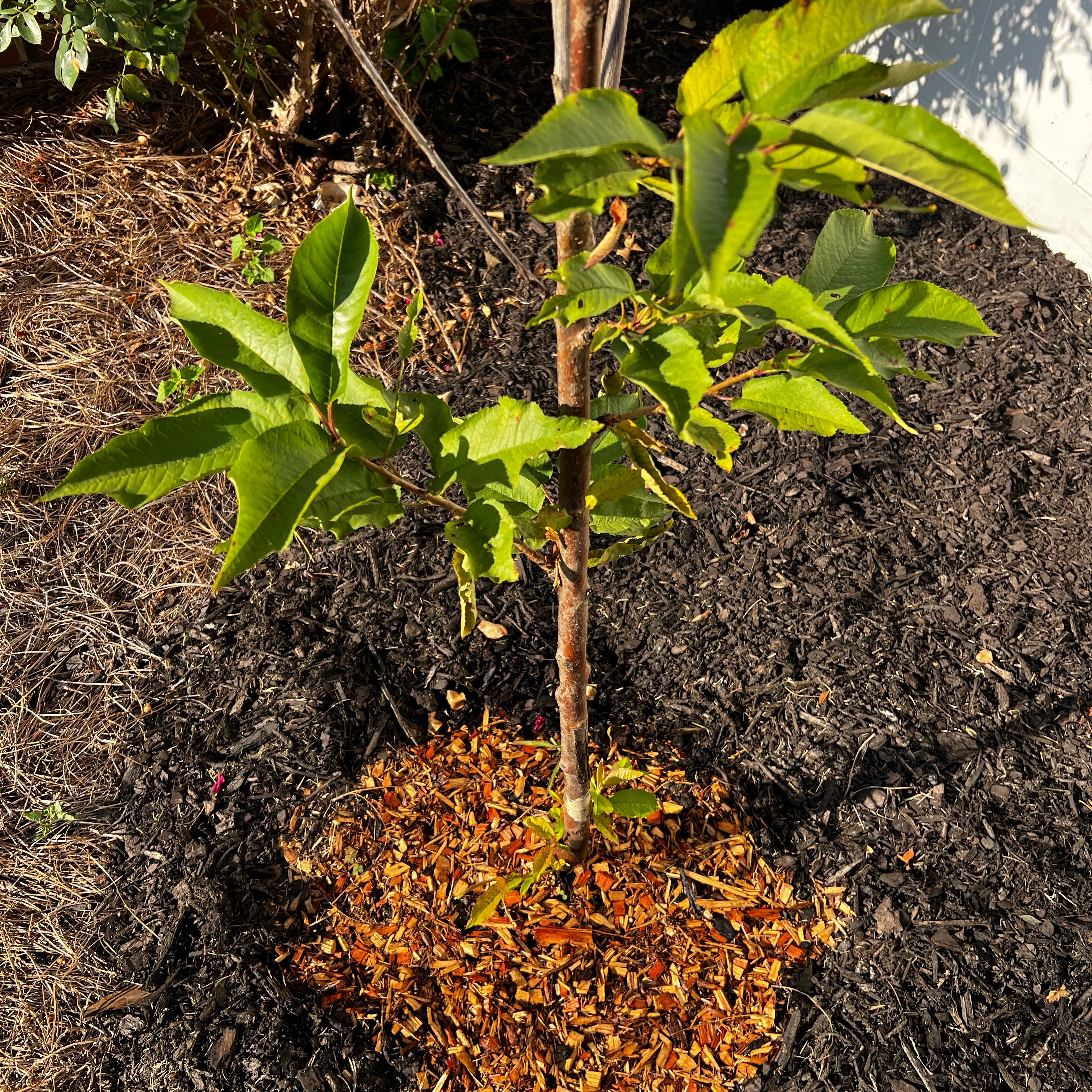 Photo of the plant species Stella Cherry Tree by @NickleLady named Foxxy on Greg, the plant care app