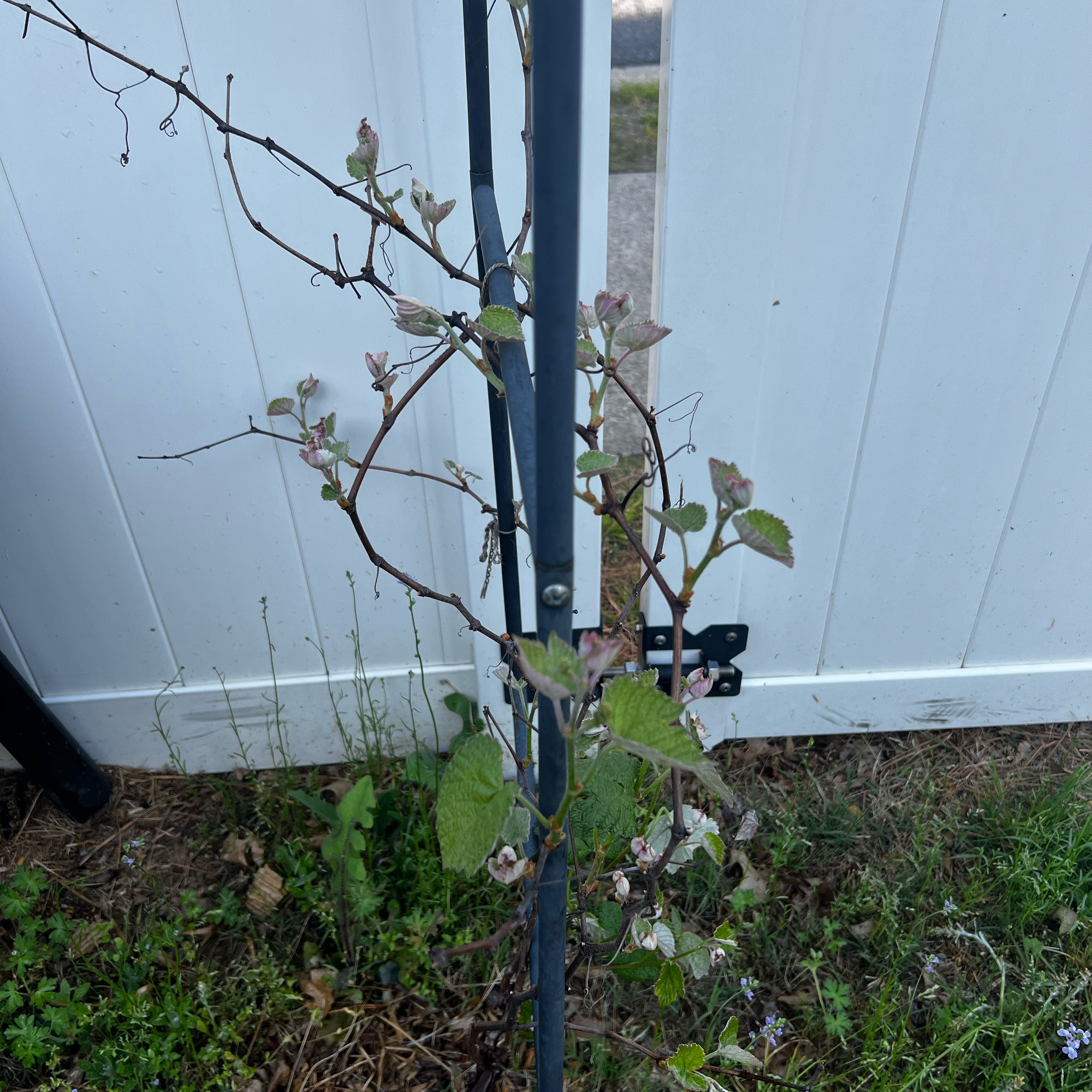 Photo of the plant species Thomcord Seedless Grape by @NickleLady named Homer on Greg, the plant care app