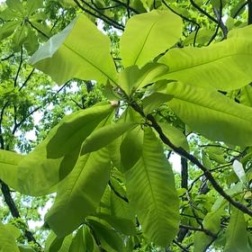 Photo of the plant species Umbrella Magnolia by @Delaneykane named Tree Diddy on Greg, the plant care app
