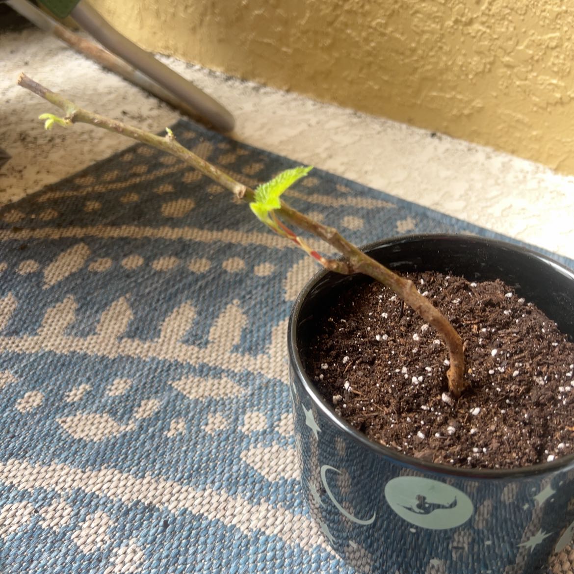 Photo of the plant species Blackberry by @samb named Delta Slim on Greg, the plant care app