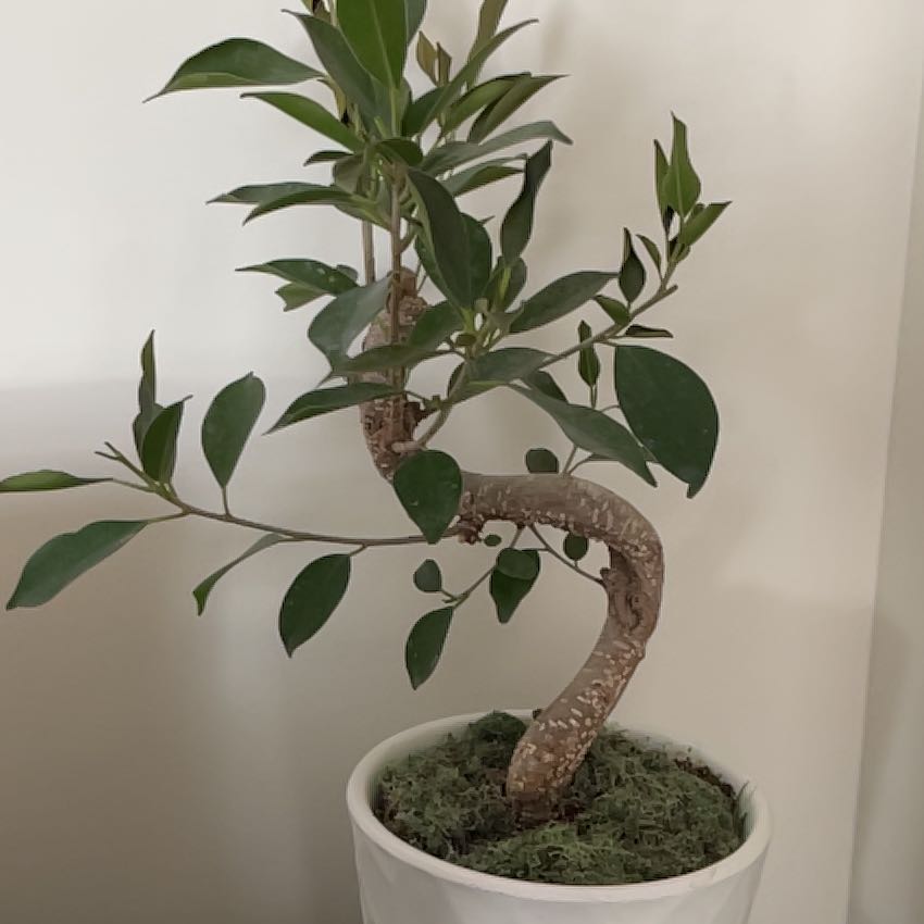 Ficus Bonsai plant in a white pot with green leaves and moss-covered soil.