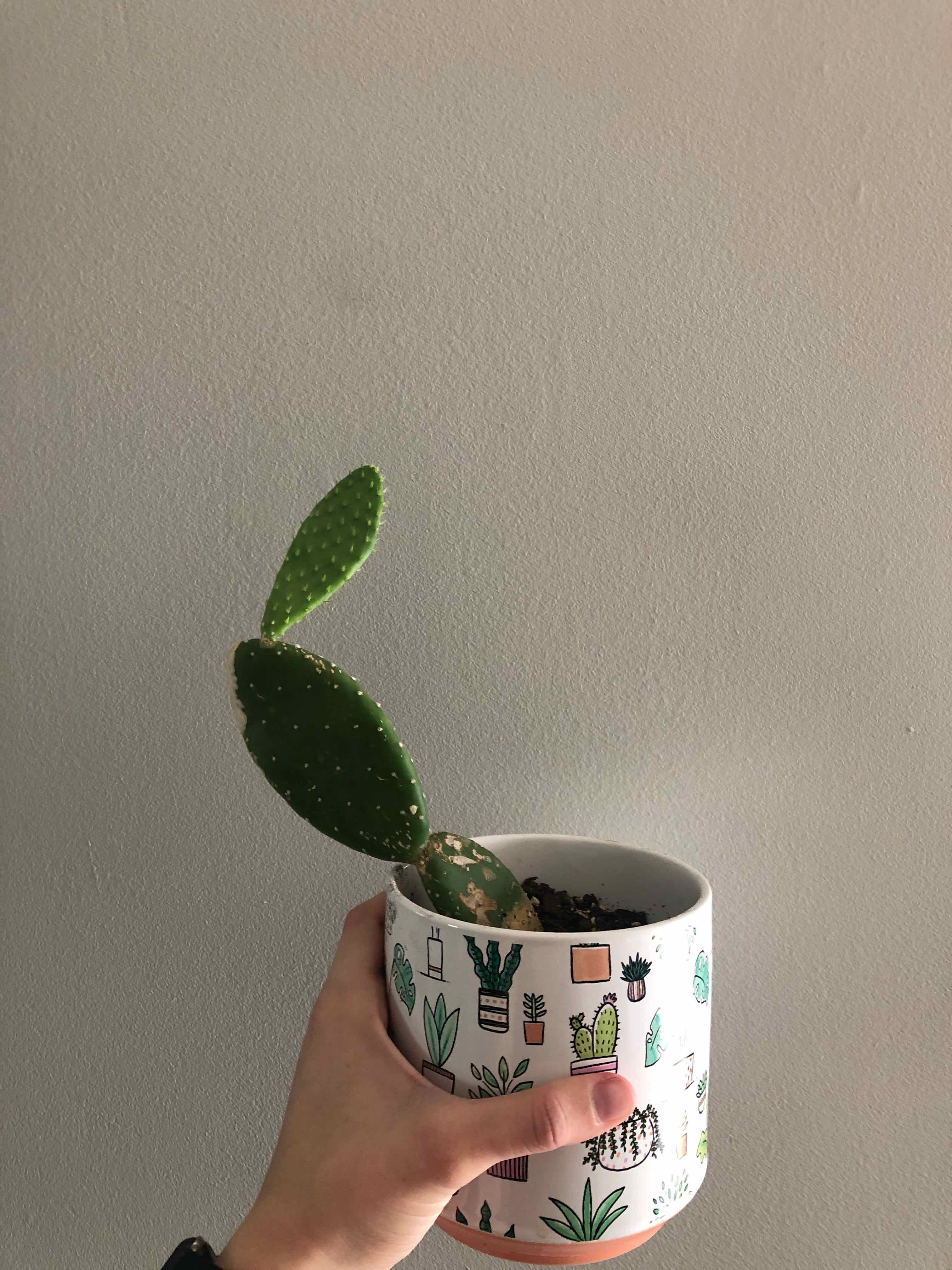 Woolyjoint Prickly Pear plant in a decorative pot held by a hand.