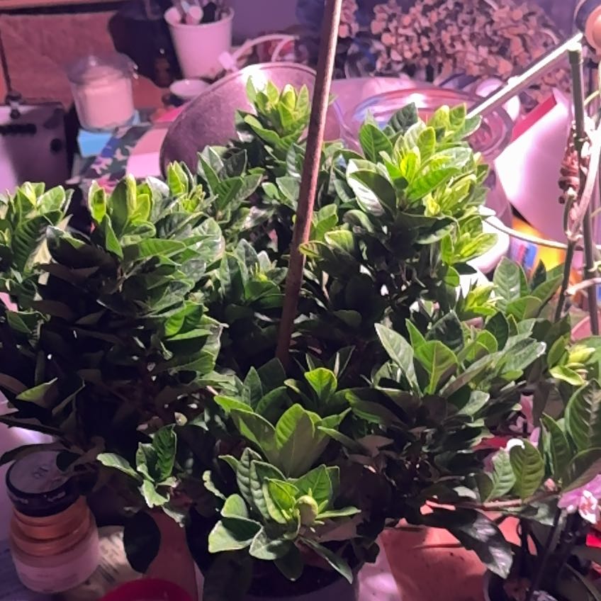 Photo of the plant species Everblooming Gardenia by @QuietBluepearl named Veitchii on Greg, the plant care app