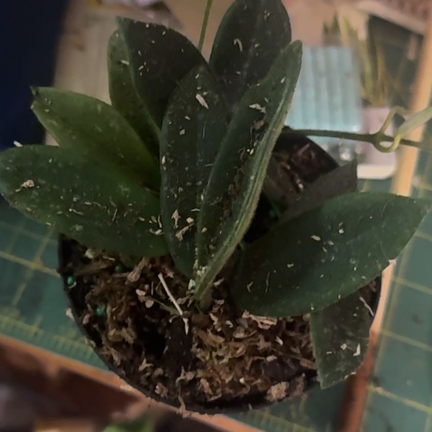 Photo of the plant species Hoya thomsonii pink by @QuietBluepearl named Oscar on Greg, the plant care app