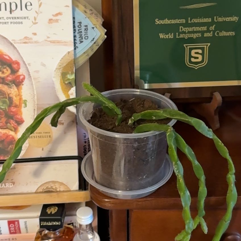 Photo of the plant species Chain Cactus? by @stringofbunnies named Elle on Greg, the plant care app
