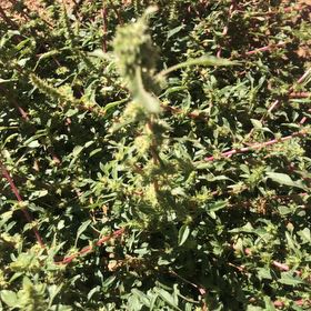 Photo of the plant species Indian-Ink by @TotalPeony named Harper on Greg, the plant care app