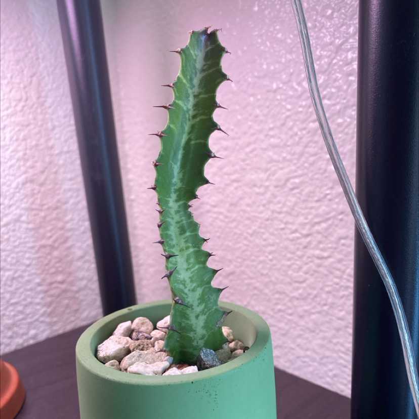 Carlos