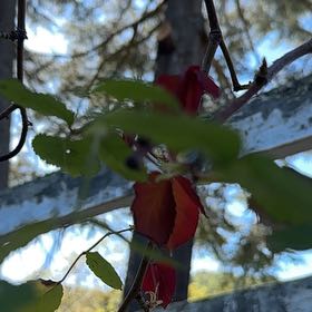 Photo of the plant species Prairie Rose by @HappyVaseyoak named Clooney on Greg, the plant care app