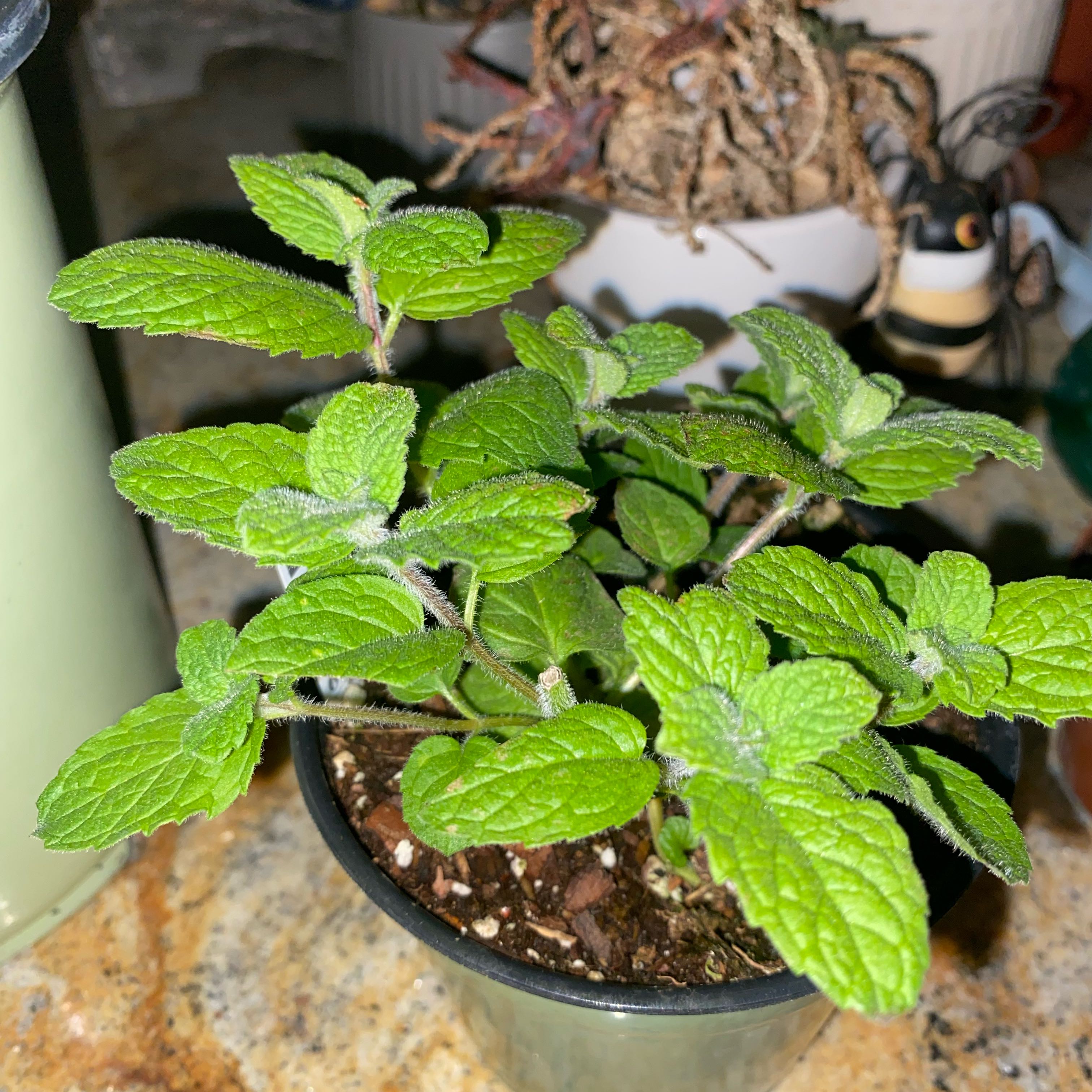 Healthy Apple Mint plant in a small pot with vibrant green leaves.