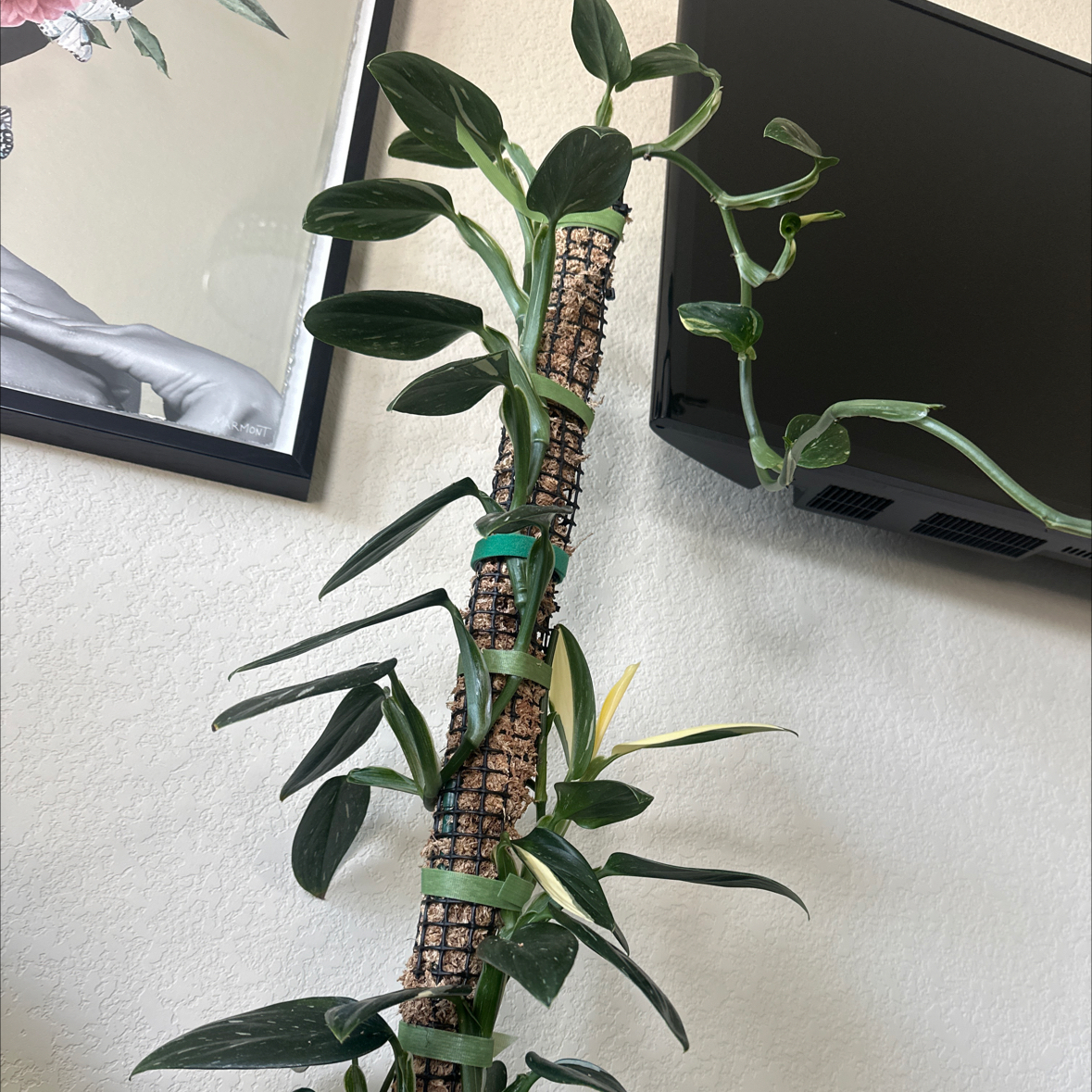 Photo of the plant species Cobra Philodendron by @HellzMellz5280 named Mamba on Greg, the plant care app