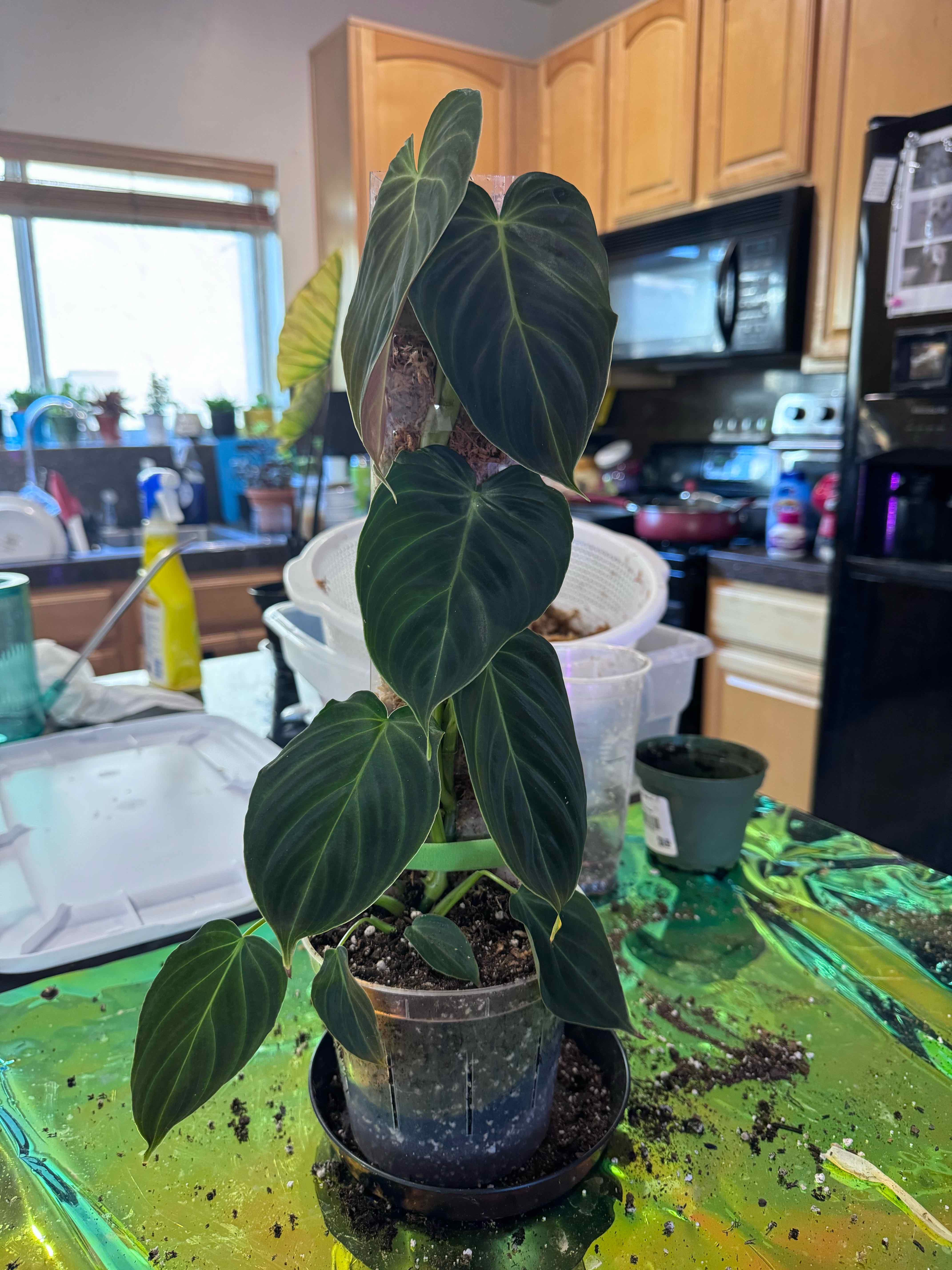 Philodendron 'Glorius' plant in a clear pot with visible soil, set in a kitchen environment.
