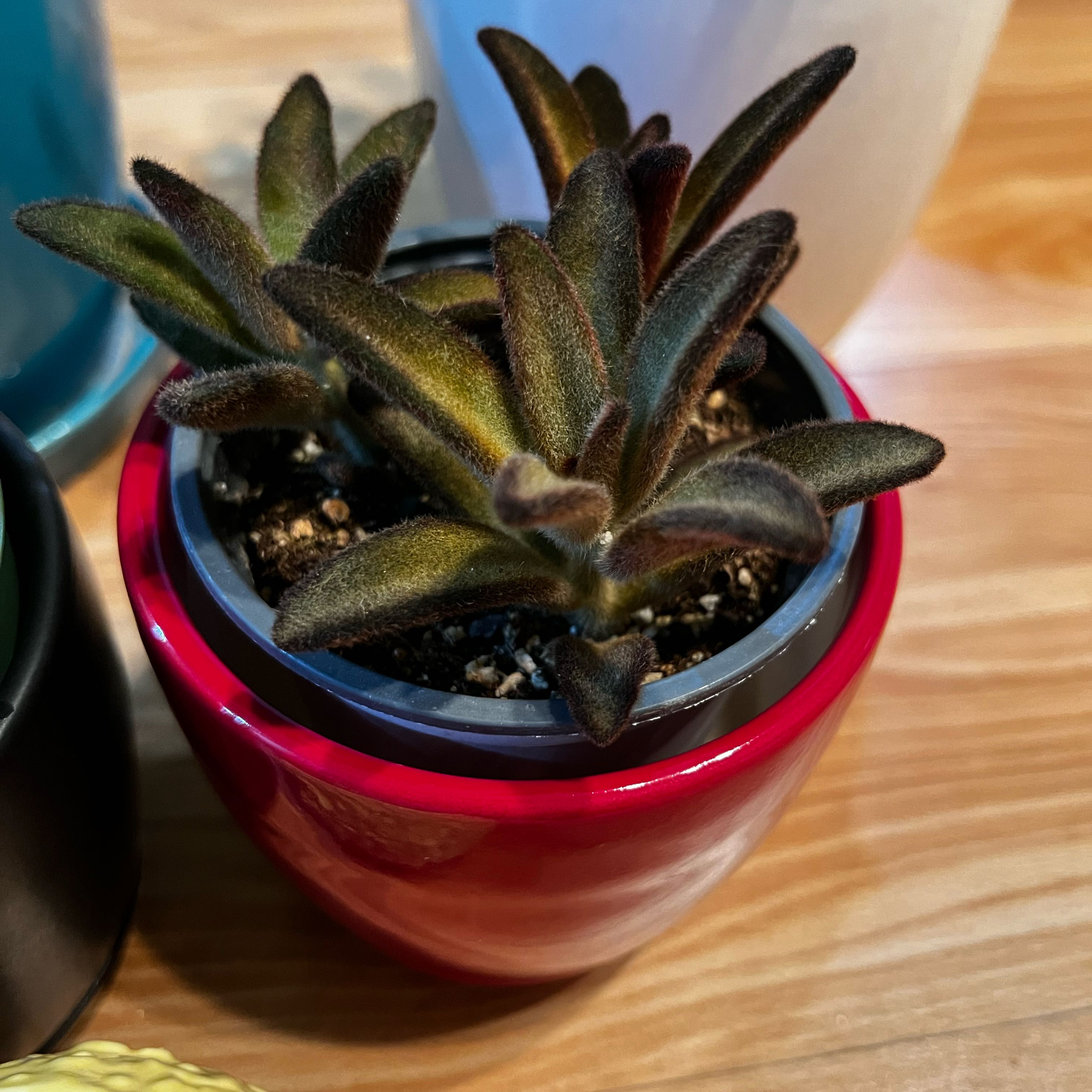 Photo of the plant species Chocolate Soldier by @NoblySunsetaloe named Maya on Greg, the plant care app