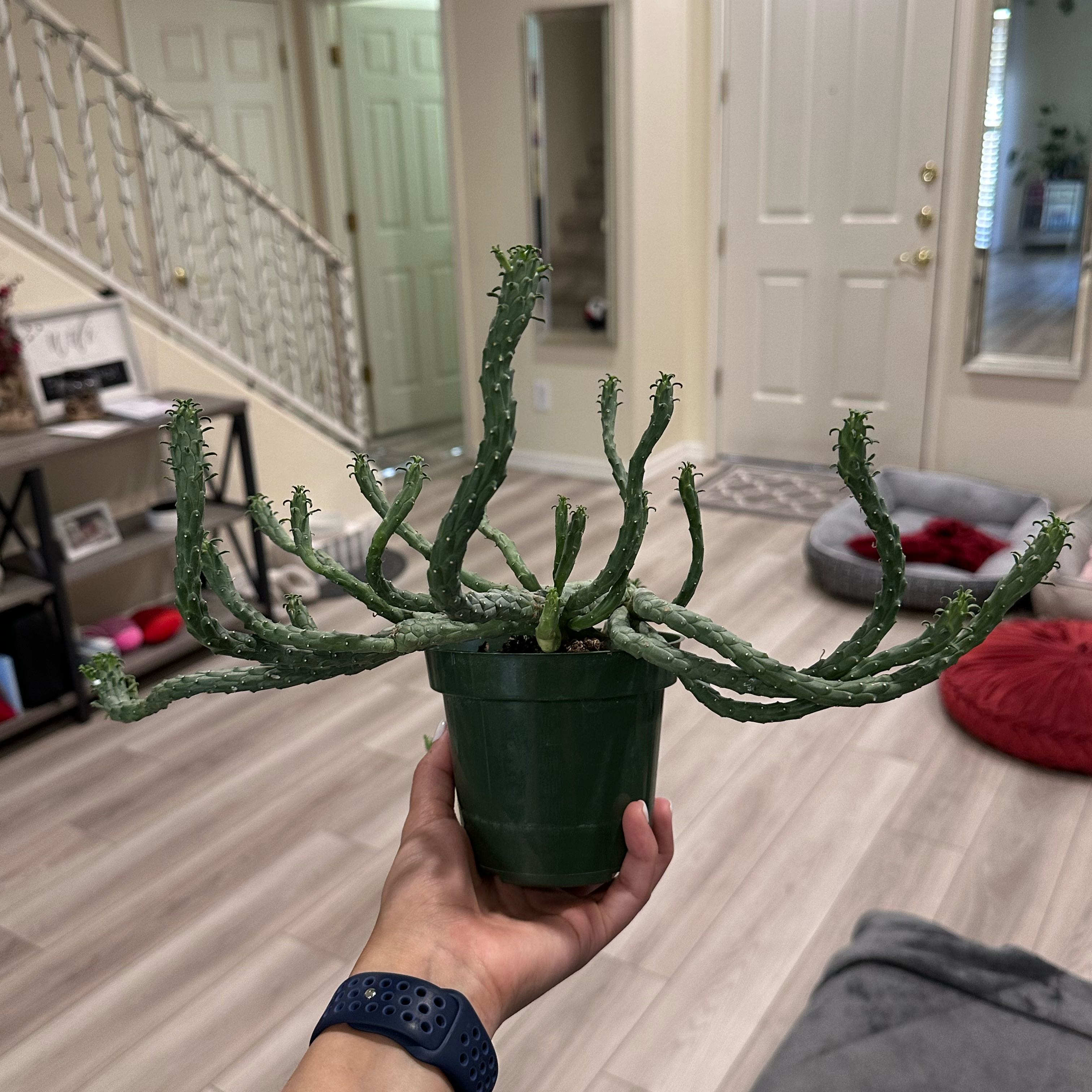 A healthy Medusa's Head plant in a green pot, held by a hand.