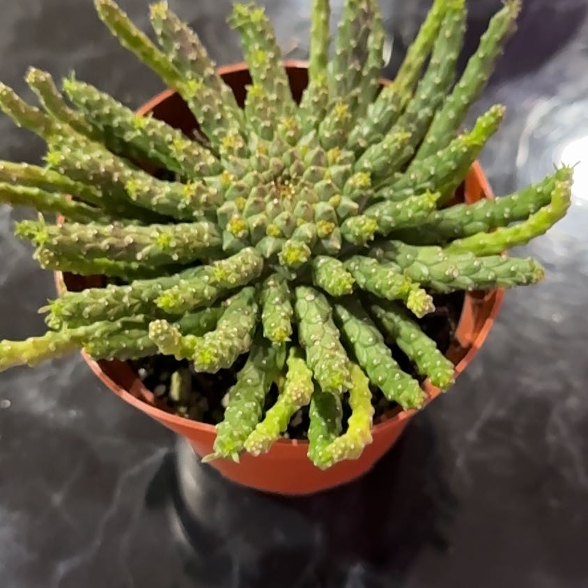 Medusa's Head plant in a small pot, healthy with no visible issues.
