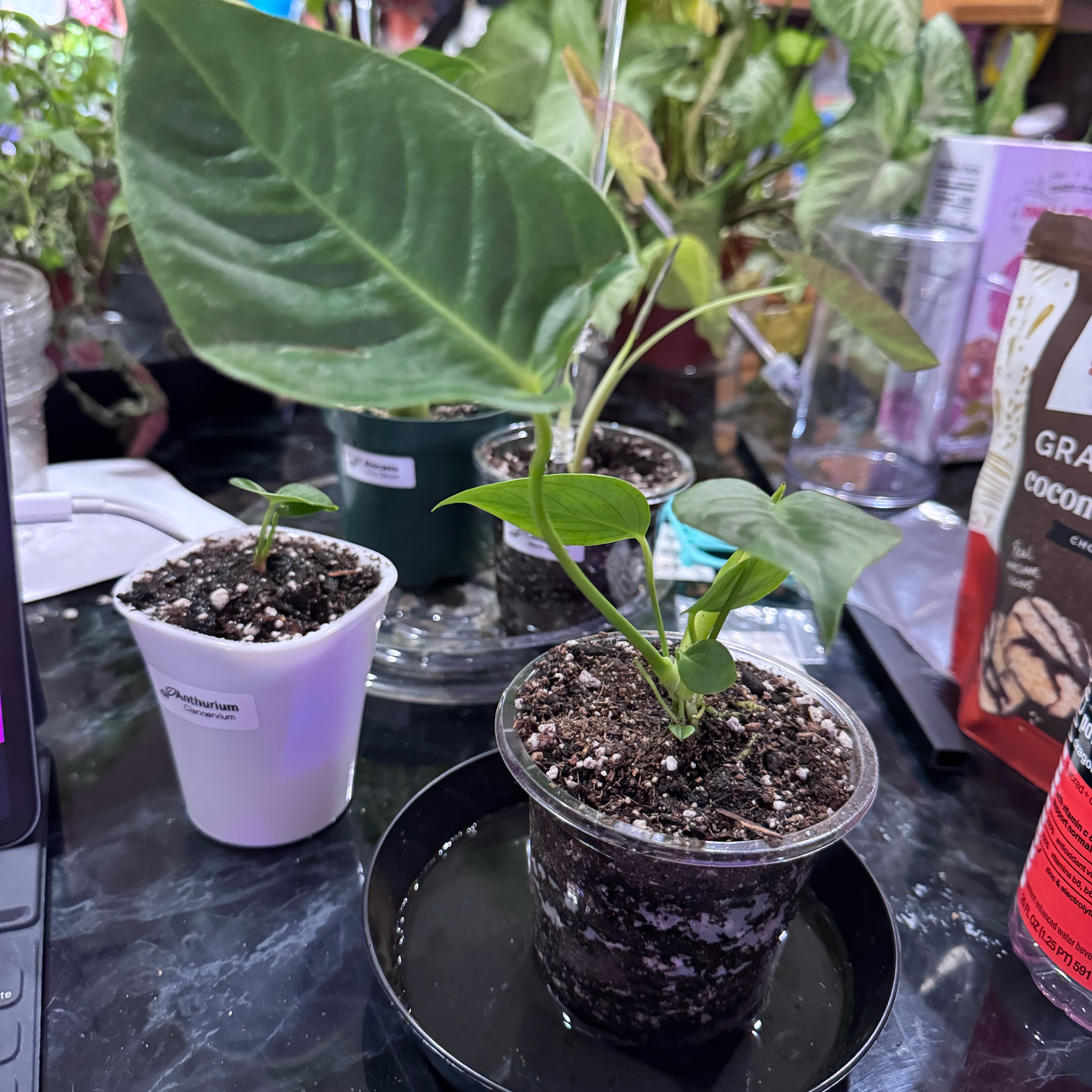 Multiple potted Anthurium veitchii plants with healthy green leaves and visible soil.