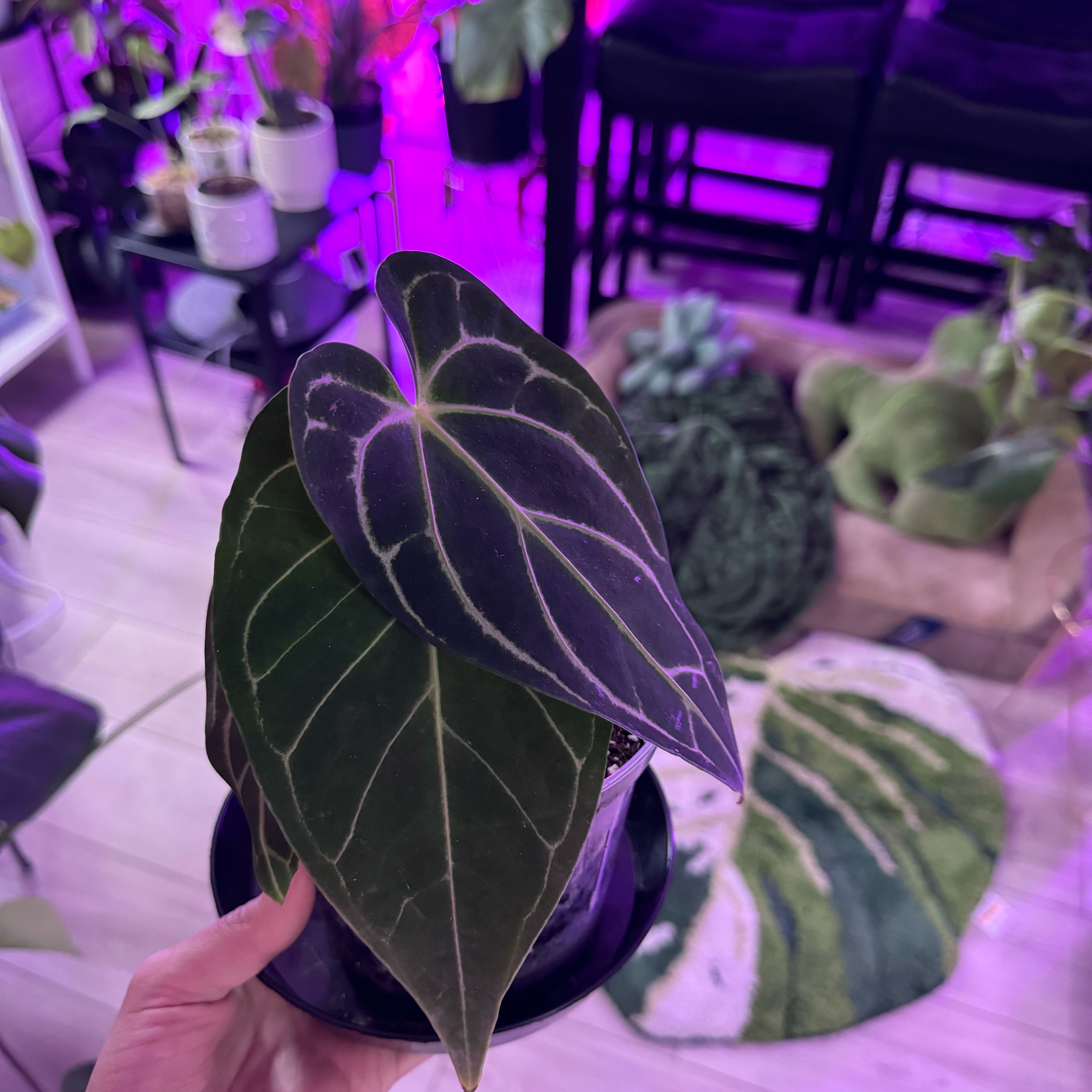 Anthurium regale plant with large, dark green leaves and prominent white veins, held by a hand indoors.
