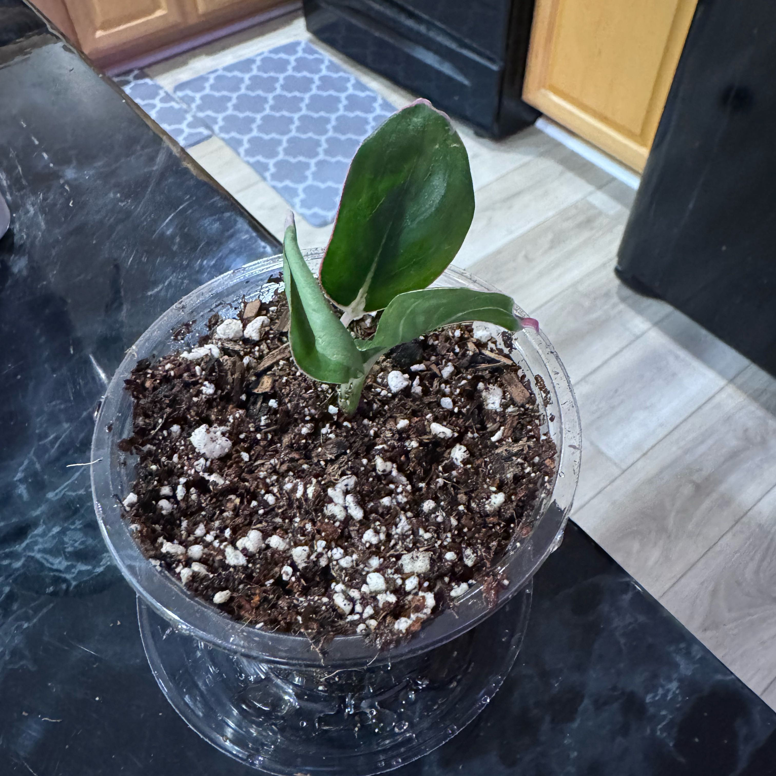 Photo of the plant species Pink Moon Chinese Evergreen by @NoblySunsetaloe named Navajo on Greg, the plant care app