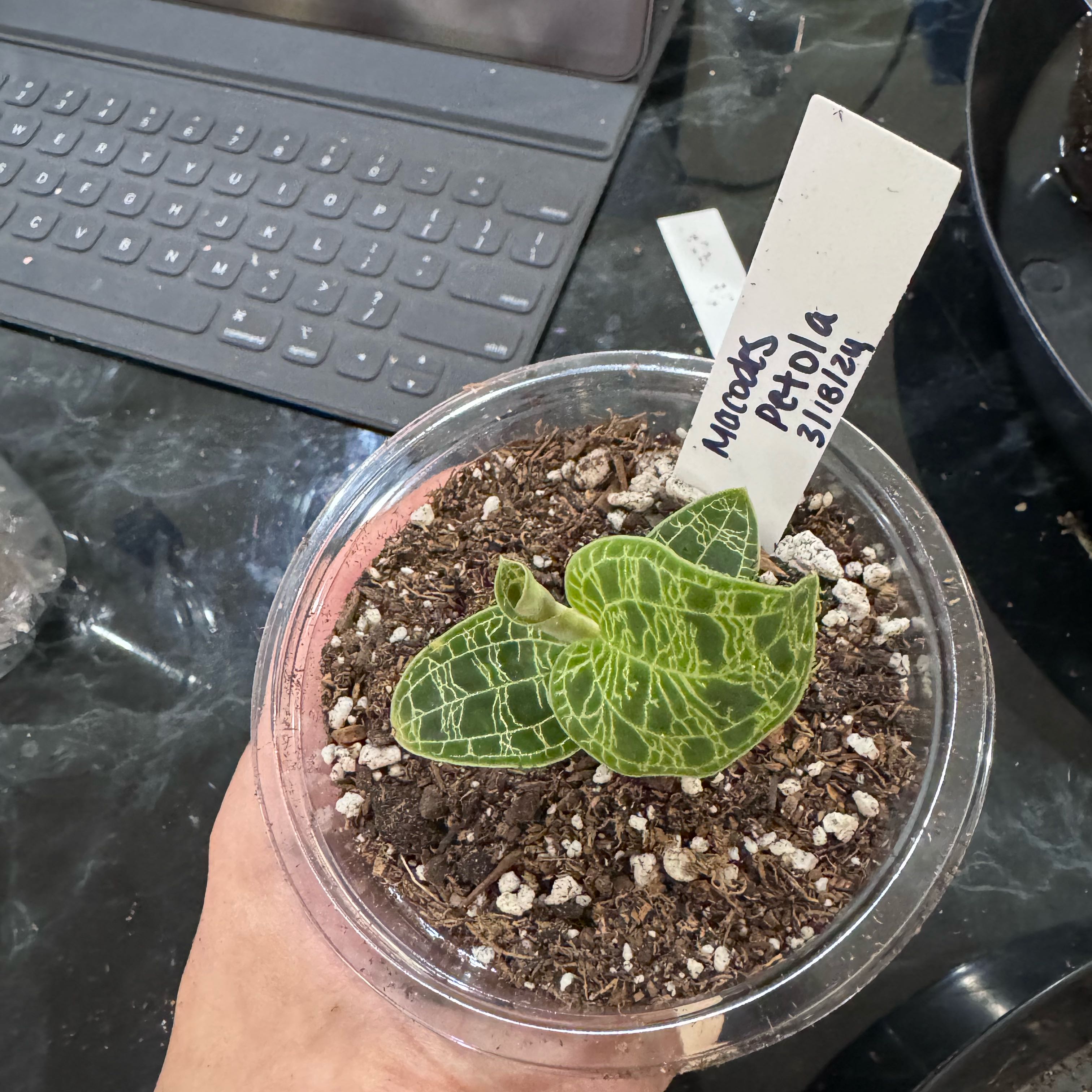 Lightning Bolt Jewel Orchid in a clear pot with visible soil, held by a hand.