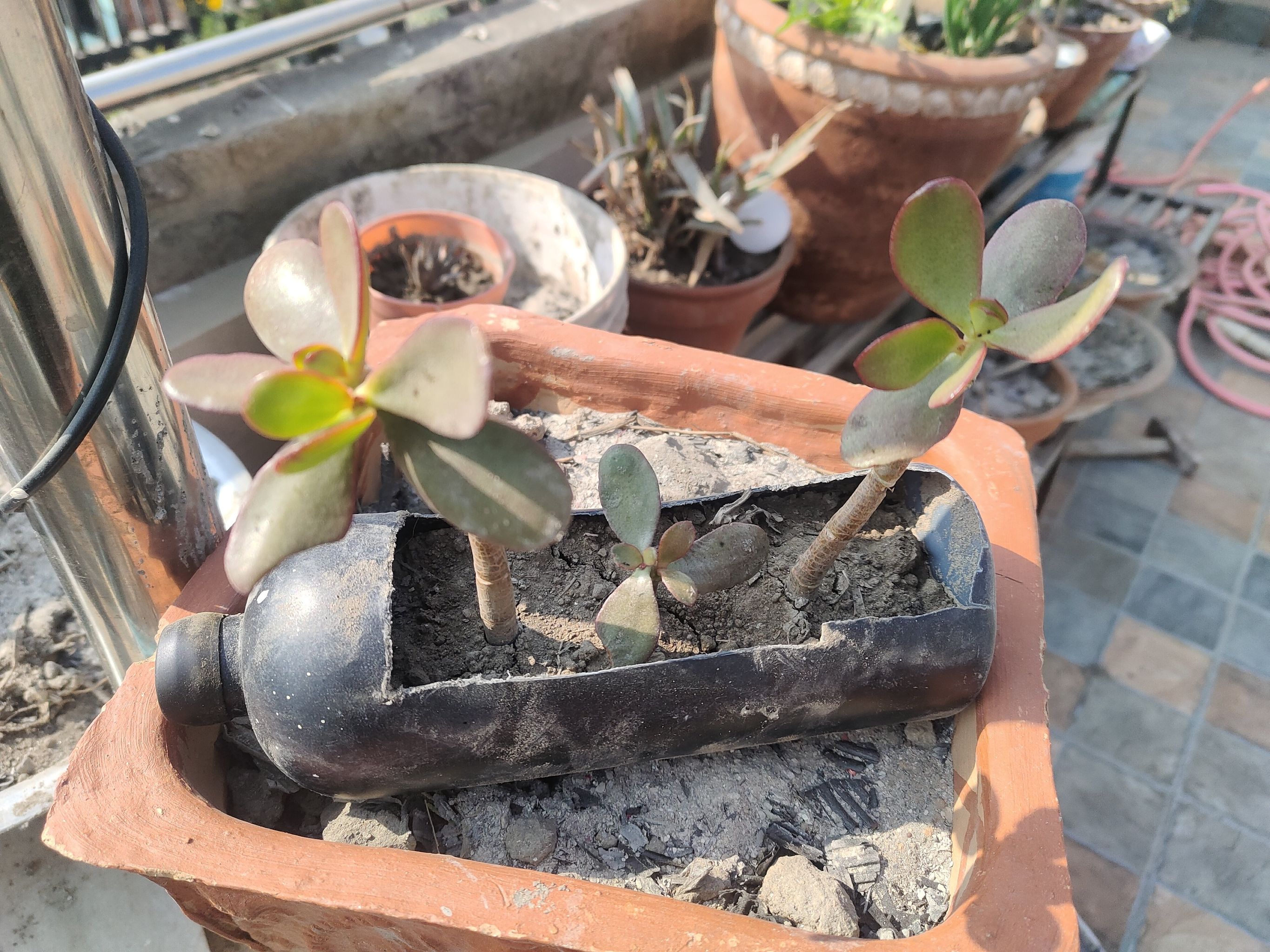 Jade plant (Crassula ovata) in a makeshift container with green leaves, outdoor setting.