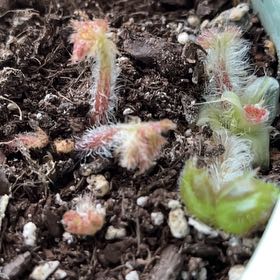 Photo of the plant species Begonia heracleifolia by @HumblePinetree named Daphne on Greg, the plant care app