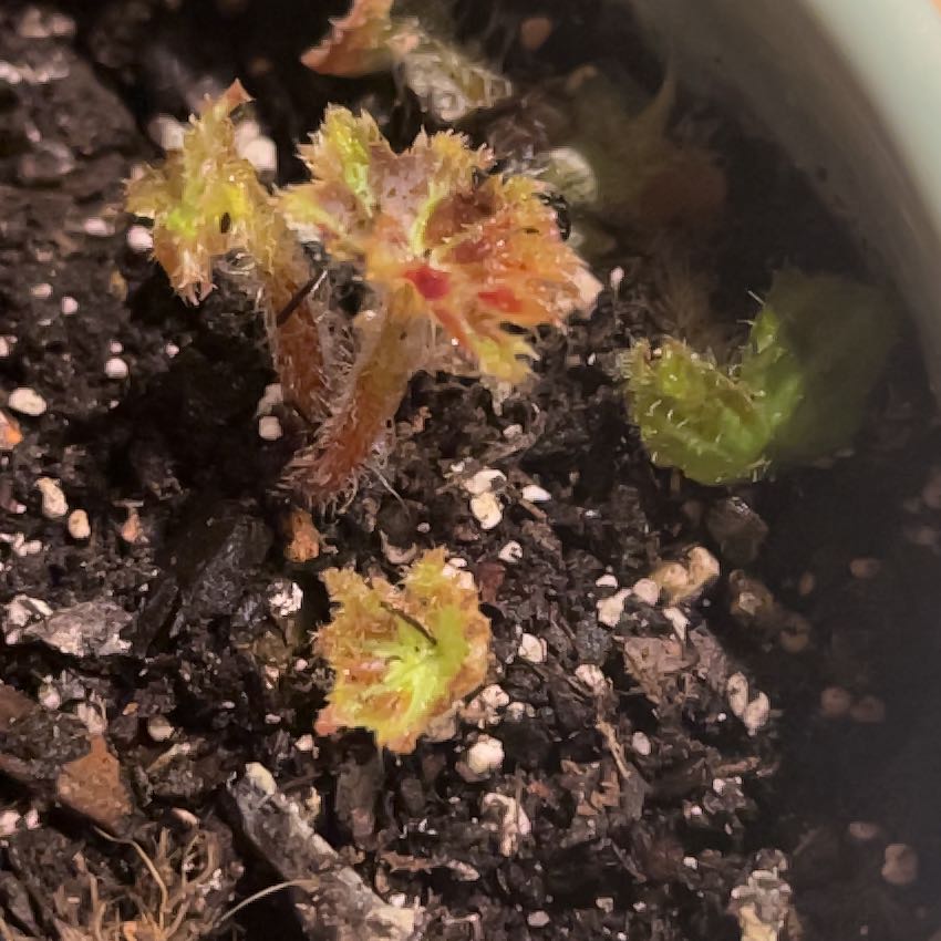 Photo of the plant species Begonia heracleifolia by @HumblePinetree named Baesil on Greg, the plant care app